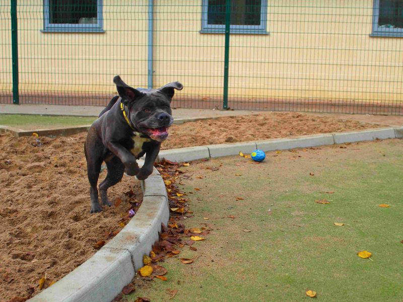 Cane Corso for adoption in Manchester – 4 years old - Image 2 of 5