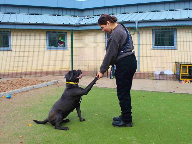 Cane Corso for adoption in Manchester – 4 years old - Image 3 of 5