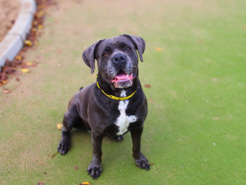 Bailey, a 4 years old female Unknown available for adoption from Dogs Trust in Manchester, Greater Manchester