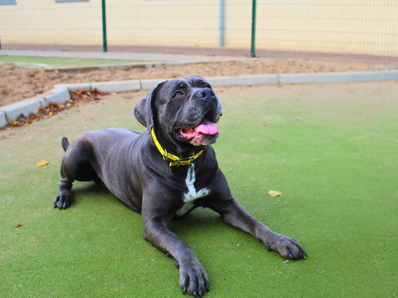 Cane Corso for adoption in Manchester – 4 years old - Image 4 of 5
