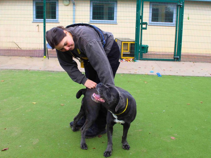 Cane Corso for adoption in Manchester, Greater Manchester – 4 years old