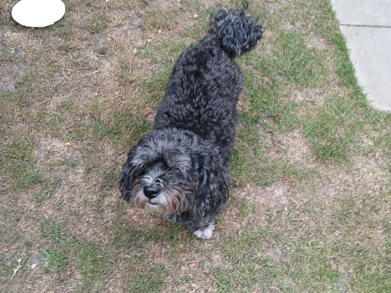 Beau | Bichon Frise Cross | Salisbury (Wiltshire) - 1