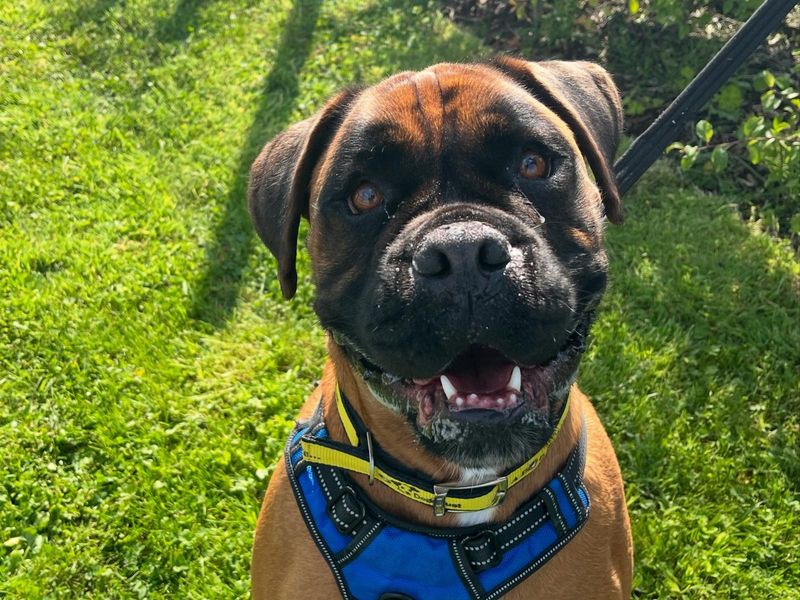 Bruce | Boxer | Ballymena (Northern Ireland) - 1