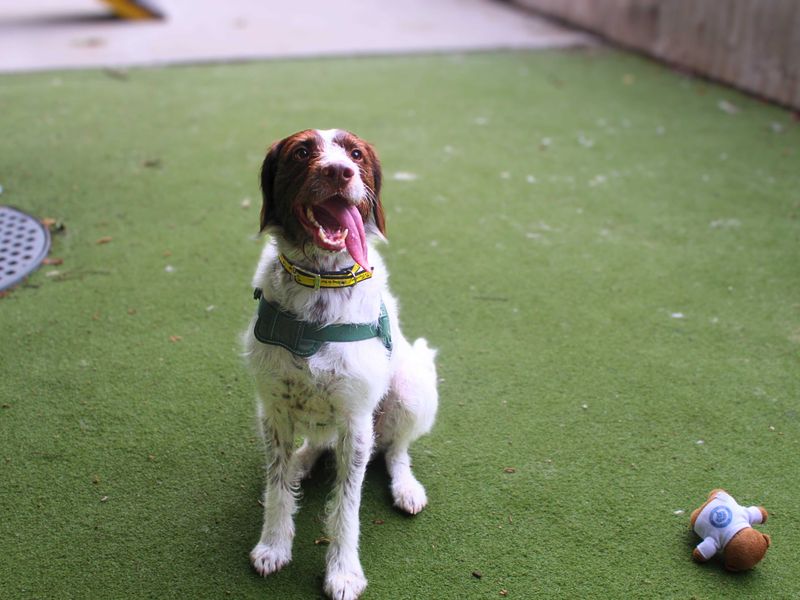 Springer Spaniel for adoption in Manchester, Greater Manchester – 2 years old - Image 3 of 6