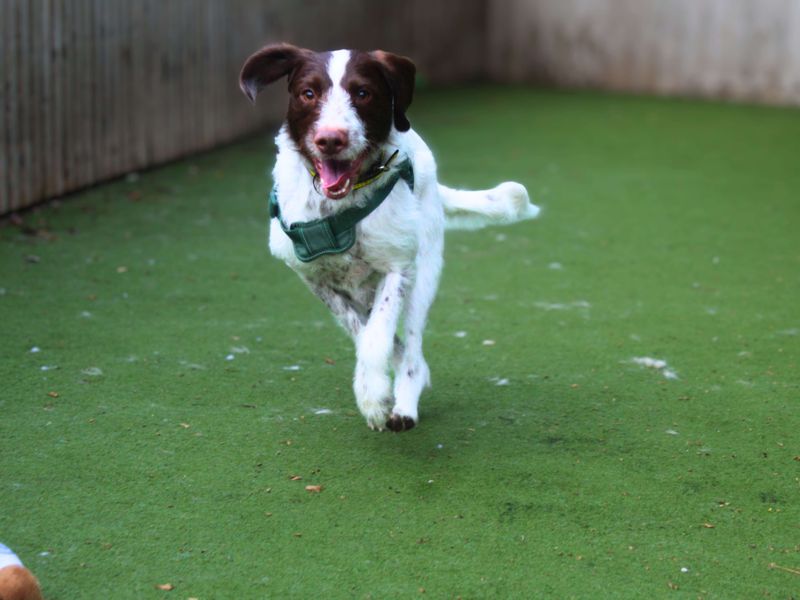 Springer Spaniel for adoption in Manchester, Greater Manchester – 2 years old - Image 5 of 6