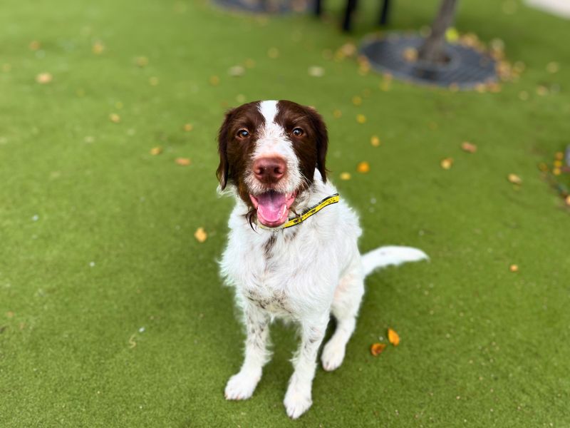 Jasper | Pointer (German Shorthaired) Cross | Manchester - 1
