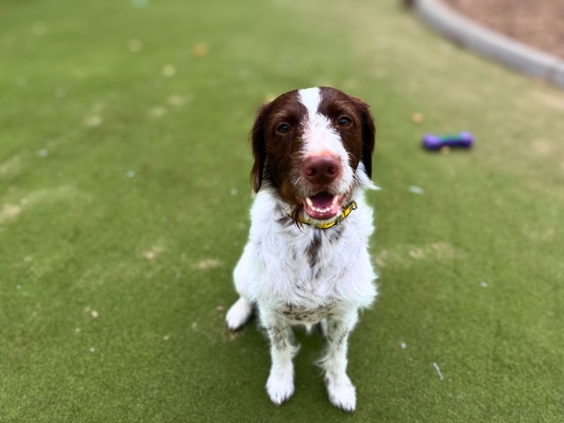 Springer Spaniel for adoption in Manchester, Greater Manchester – 2 years old
