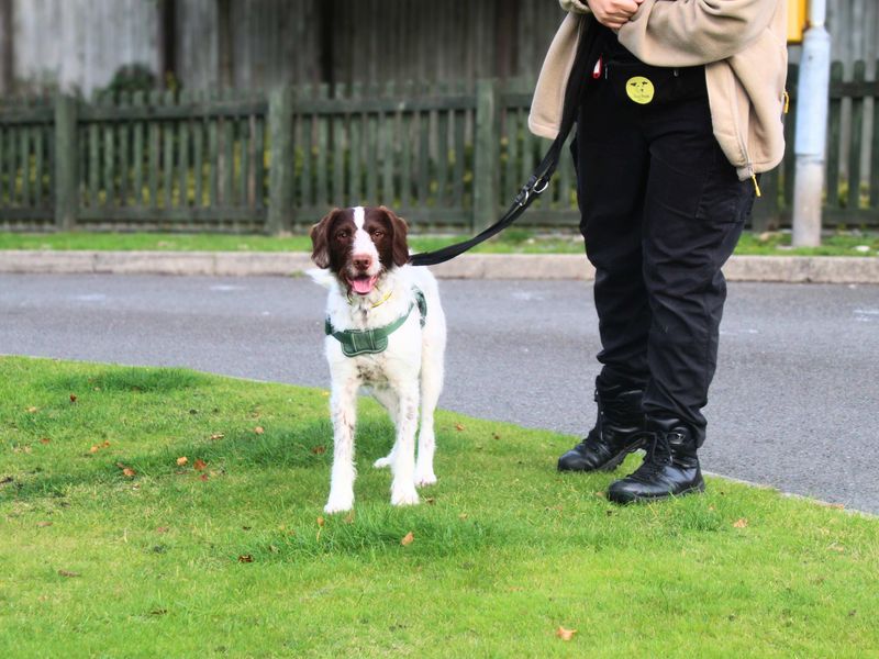 Springer Spaniel for adoption in Manchester, Greater Manchester – 2 years old - Image 4 of 6