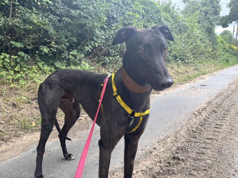 Greyhound for adoption in Snetterton, Norfolk – 3 years old