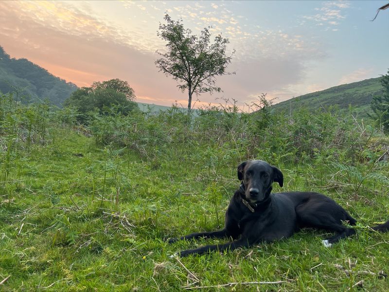 Greyhound for adoption in Newton Tony, Wiltshire – 4 years old - Image 3 of 4