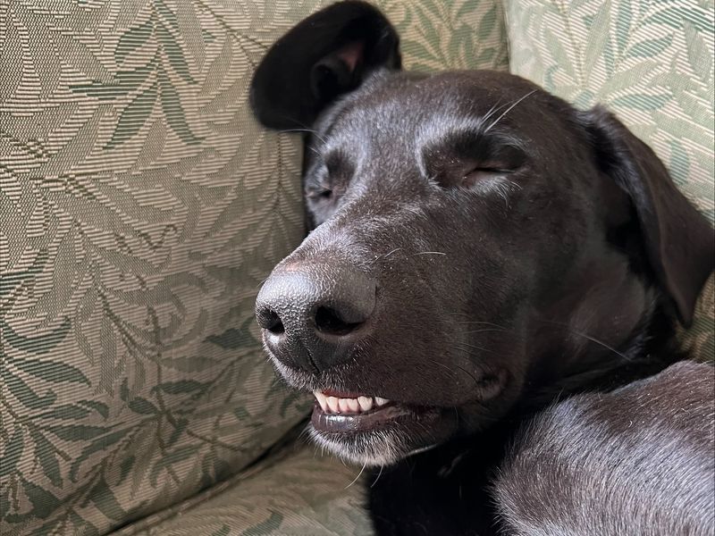 Greyhound for adoption in Newton Tony, Wiltshire – 4 years old - Image 4 of 4