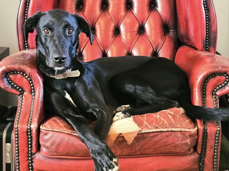 Greyhound for adoption in Newton Tony, Wiltshire – 4 years old - Image 2 of 4