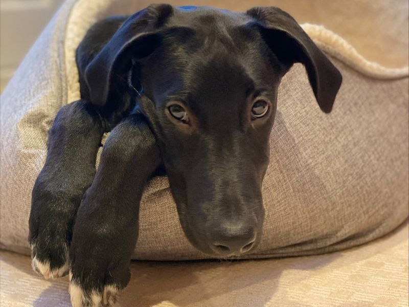 Greyhound for adoption in Newton Tony, Wiltshire – 4 years old