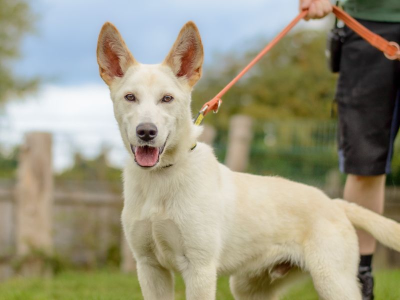 German Shepherd for adoption in Kenilworth, Warks – 6 months old - Image 4 of 4