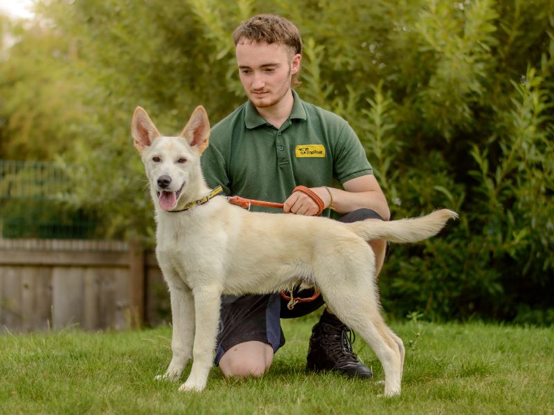 German Shepherd for adoption in Kenilworth, Warks – 6 months old