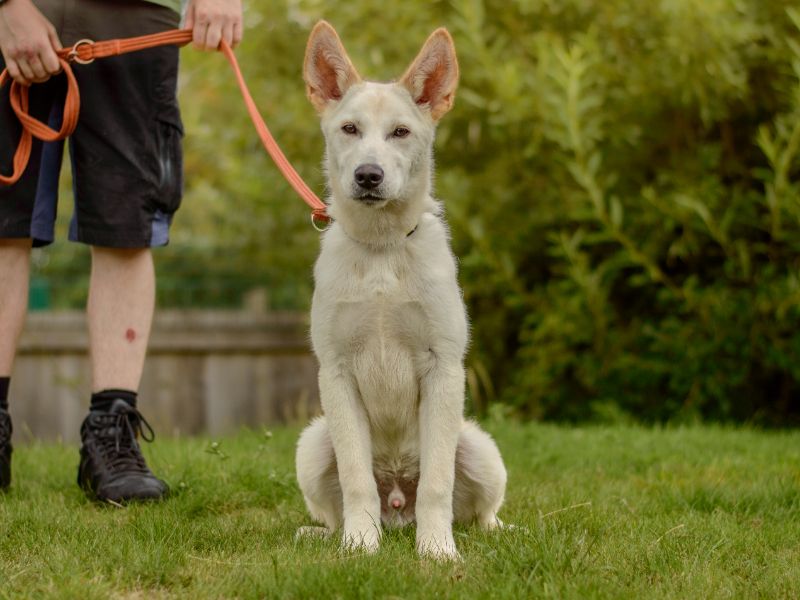 German Shepherd for adoption in Kenilworth, Warks – 6 months old - Image 2 of 4