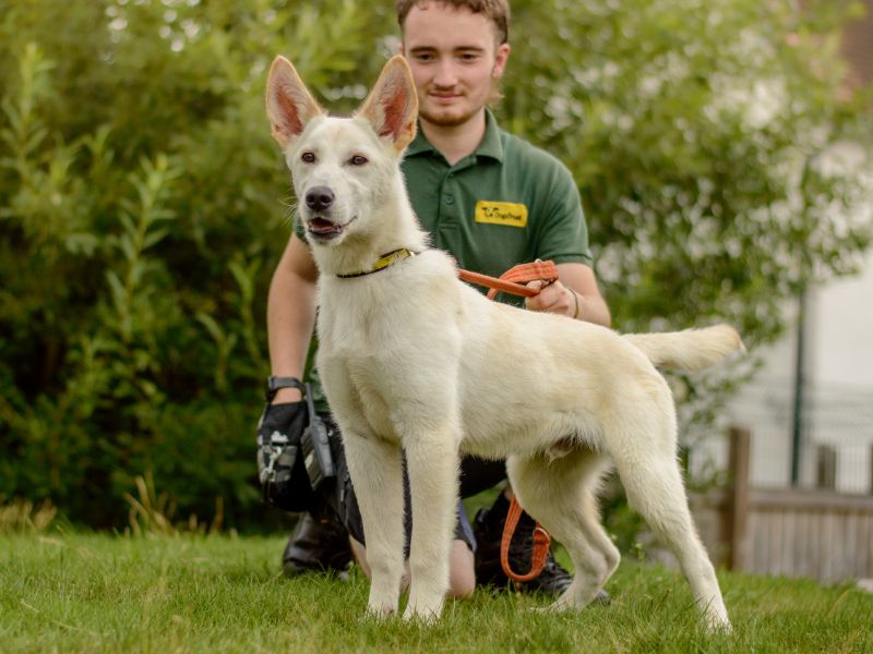 German Shepherd for adoption in Kenilworth, Warks – 6 months old - Image 3 of 4