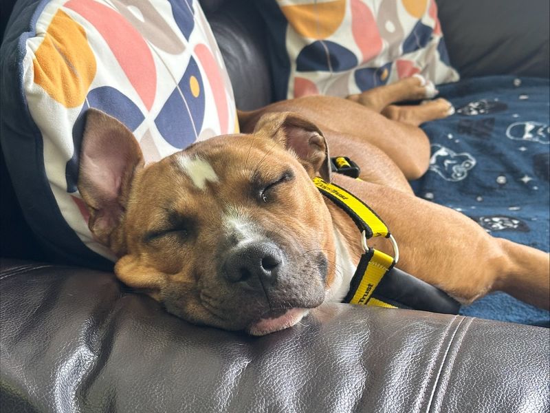 Staffordshire Bull Terrier for adoption in Mid Glamorgan, Wales – 8 months old