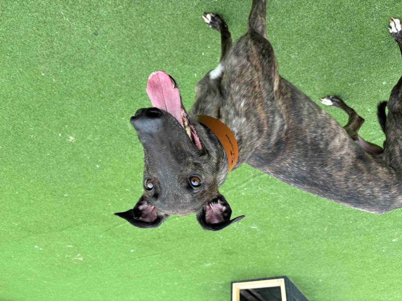 Greyhound for adoption in Glasgow, Scotland – 4 years old