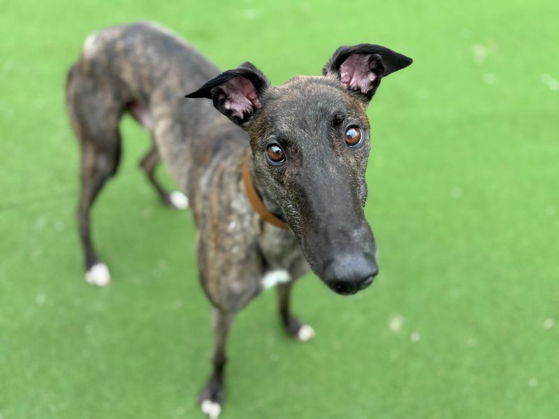 Jack | Greyhound | Glasgow - 1