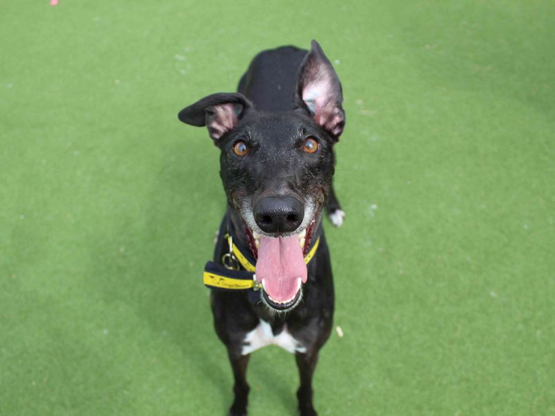 Greyhound for adoption in Glasgow, Scotland – 3 years old - Image 3 of 4