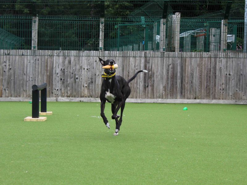 Greyhound for adoption in Glasgow, Scotland – 3 years old