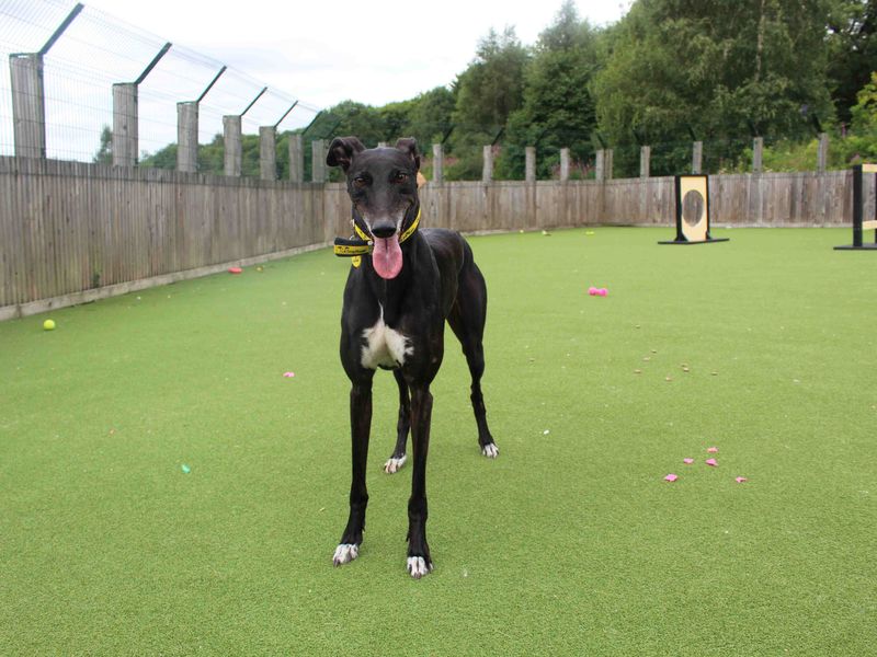 Greyhound for adoption in Glasgow, Scotland – 3 years old - Image 4 of 4