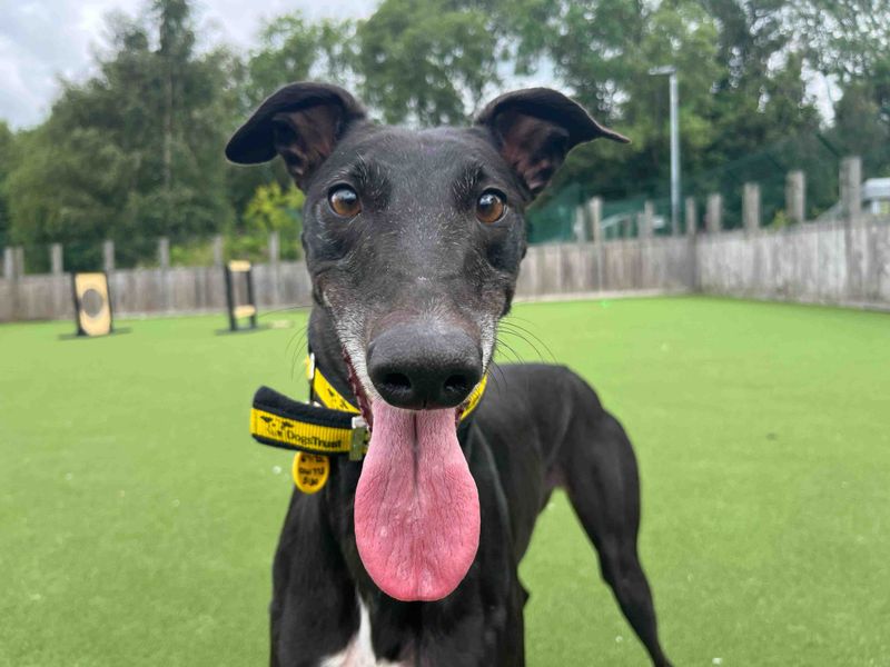 Greyhound for adoption in Glasgow, Scotland – 3 years old - Image 2 of 4