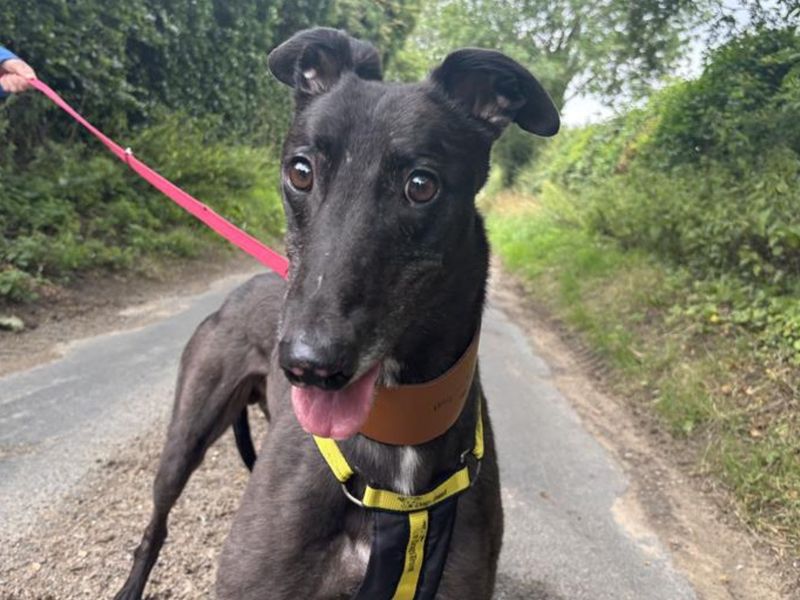 Greyhound for adoption in Snetterton, Norfolk – 4 years old