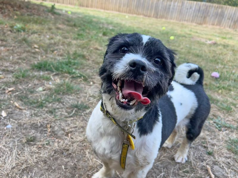 Capri | Shih Tzu | Basildon (Essex) - 1