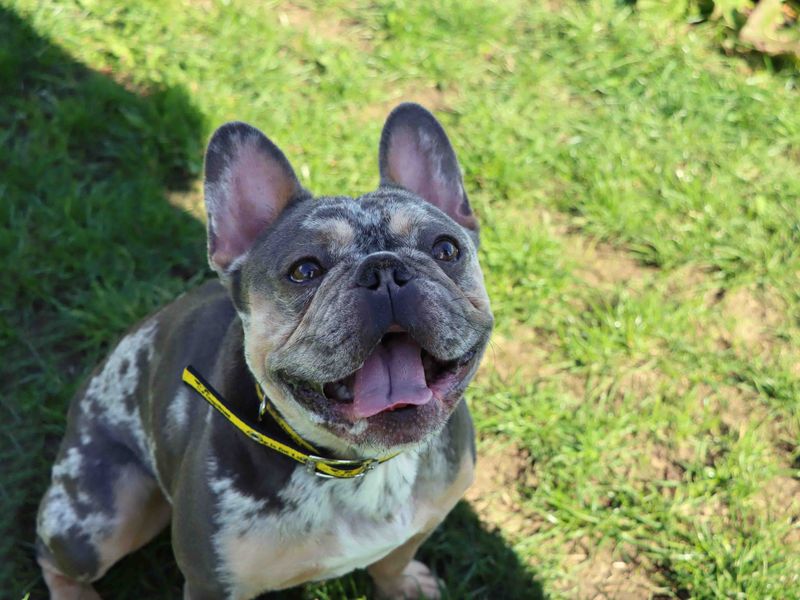 French Bulldog for adoption in Sadberge, Co Durham – 3 years old - Image 2 of 4