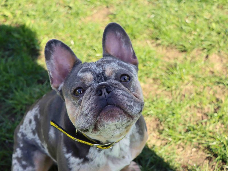 French Bulldog for adoption in Sadberge, Co Durham – 3 years old - Image 4 of 4