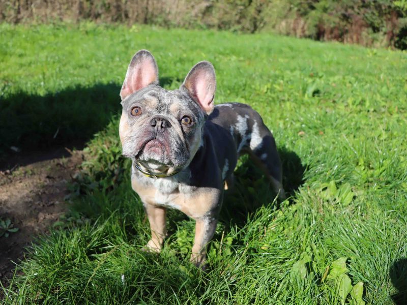 French Bulldog for adoption in Sadberge, Co Durham – 2 years old