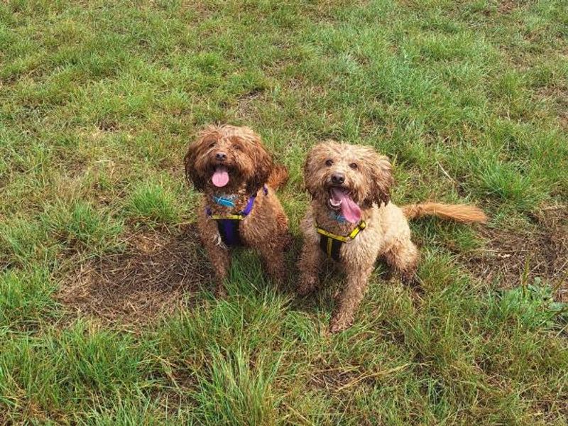 Cocker Spaniel for adoption in Telford, Shropshire – 5 years old - Image 2 of 5