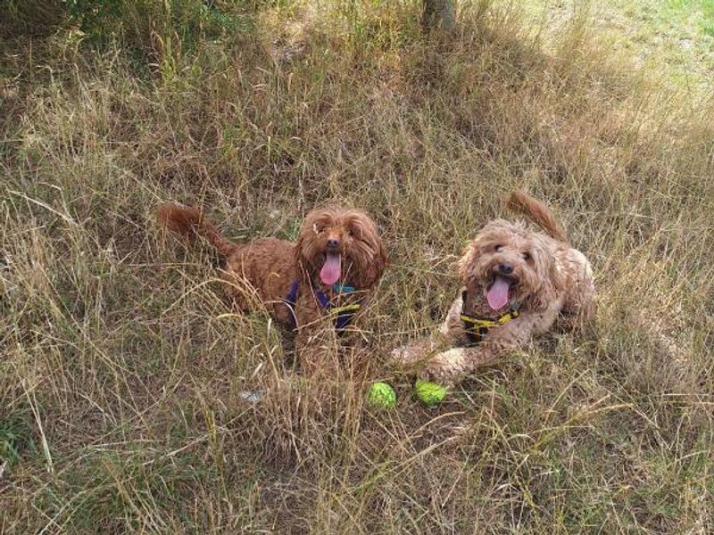 Cocker Spaniel for adoption in Telford, Shropshire – 5 years old - Image 4 of 5