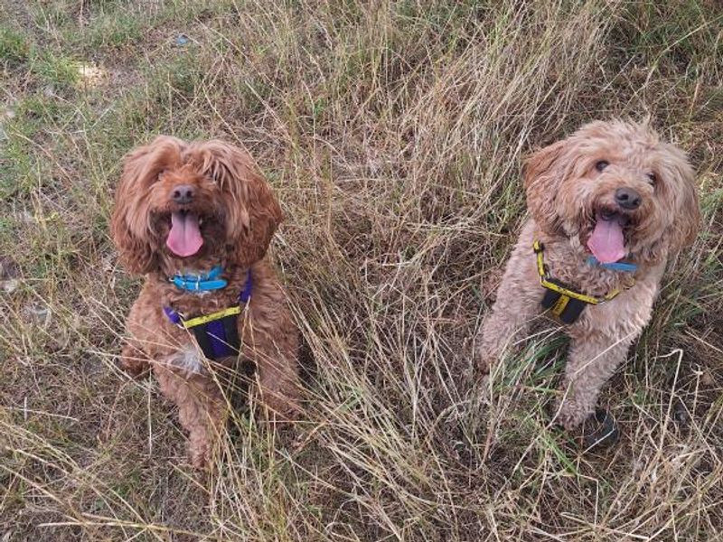 Cocker Spaniel for adoption in Telford, Shropshire – 5 years old - Image 3 of 5