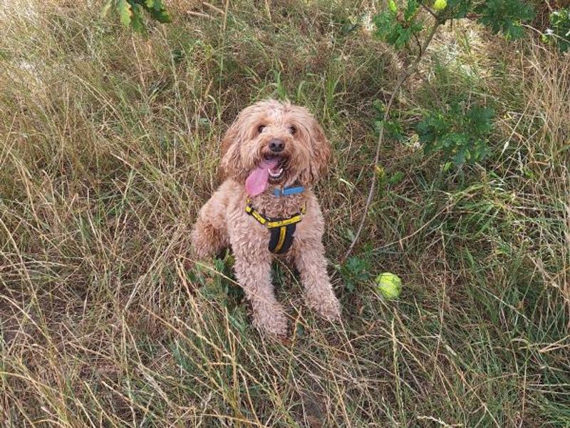 Cocker Spaniel for adoption in Telford, Shropshire – 5 years old