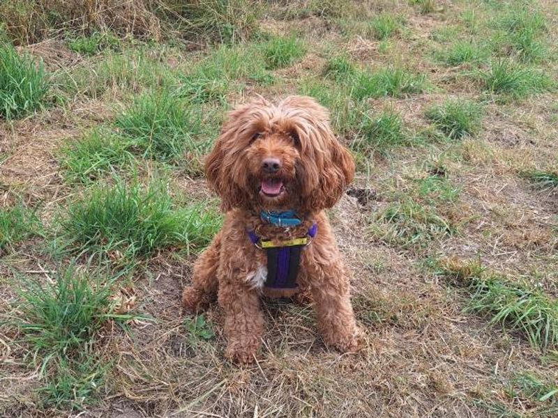 Cocker Spaniel for adoption in Telford, Shropshire – 5 years old - Image 5 of 5