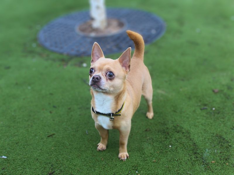 Chihuahua for adoption in Manchester, Greater Manchester – 4 years old