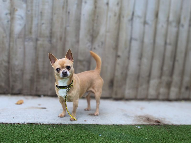 Chihuahua for adoption in Manchester, Greater Manchester – 4 years old - Image 2 of 3