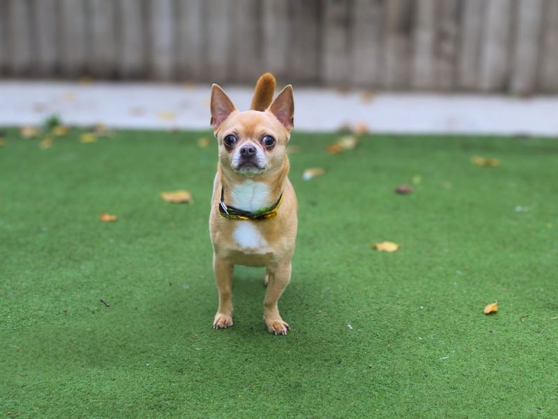 Chihuahua for adoption in Manchester, Greater Manchester – 4 years old - Image 3 of 3