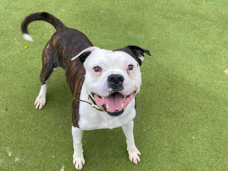 American Bulldog for adoption in Manchester, Greater Manchester – 4 years old - Image 2 of 3
