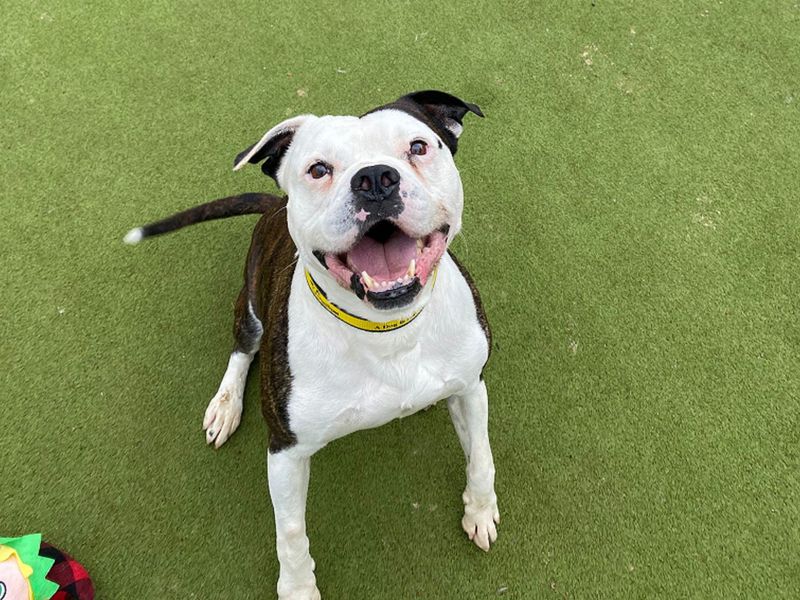 American Bulldog for adoption in Manchester, Greater Manchester – 4 years old - Image 3 of 3