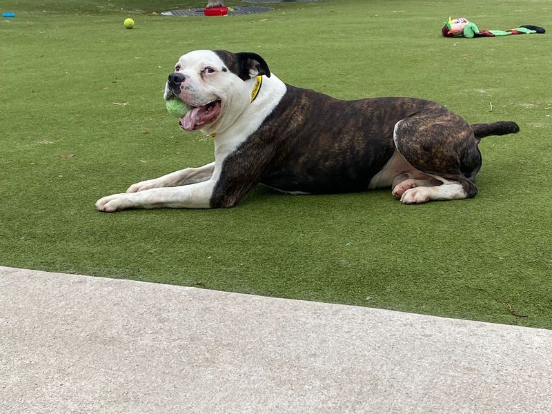 American Bulldog for adoption in Manchester, Greater Manchester – 4 years old