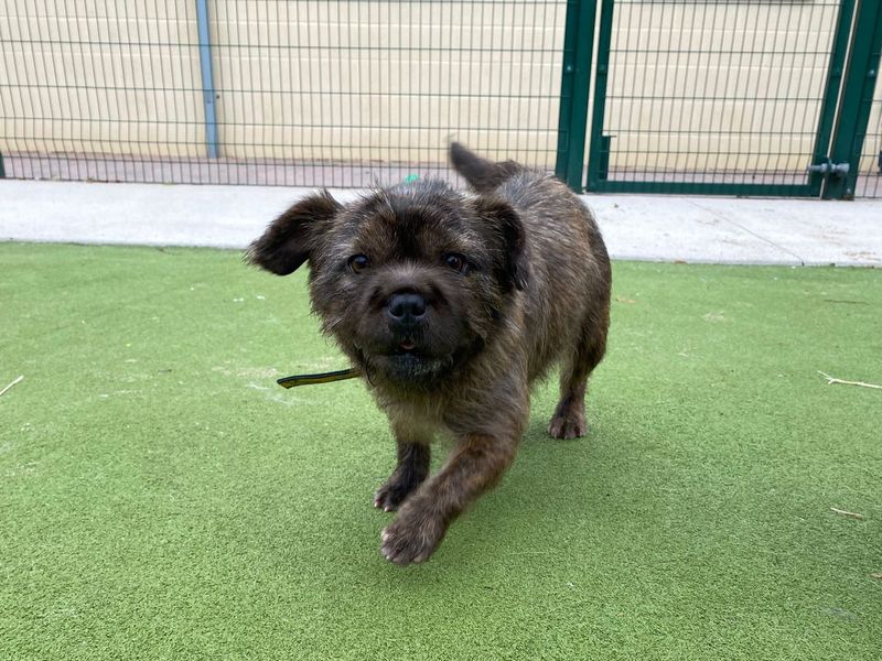 Jack Russell for adoption in Manchester, Greater Manchester – 3 years old