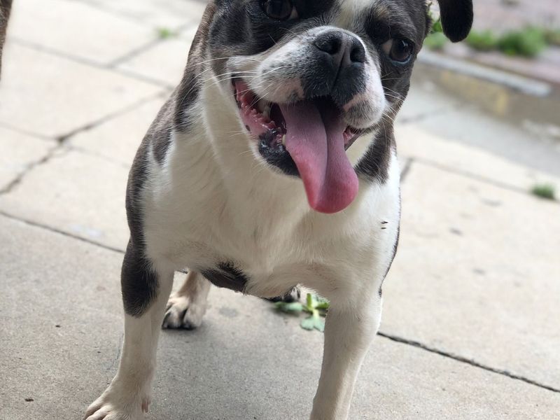 Tiny | Terrier (Boston) Cross | Manchester - 1