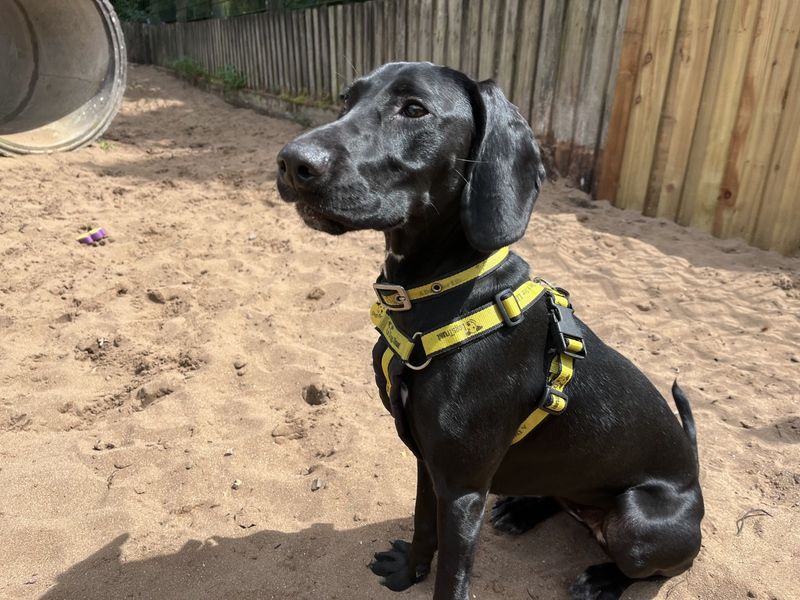 Cocker Spaniel for adoption in Ilfracombe, North Devon – 9 months old