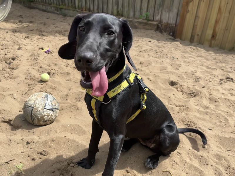 Cocker Spaniel for adoption in Ilfracombe, North Devon – 9 months old - Image 4 of 6