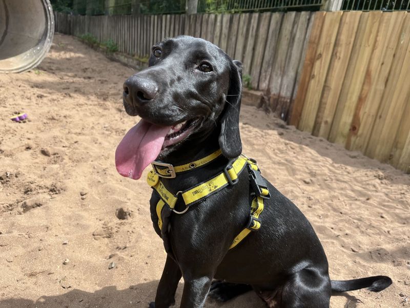 Cocker Spaniel for adoption in Ilfracombe, North Devon – 9 months old - Image 2 of 6
