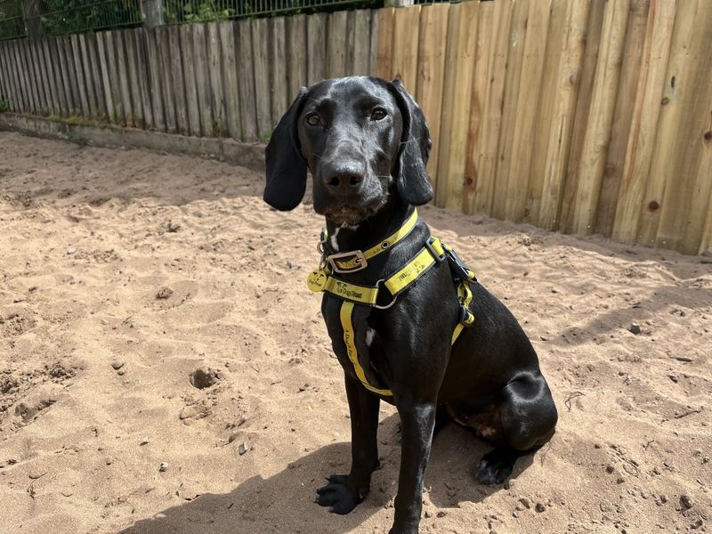 Maya | Weimaraner Cross | Ilfracombe - 1